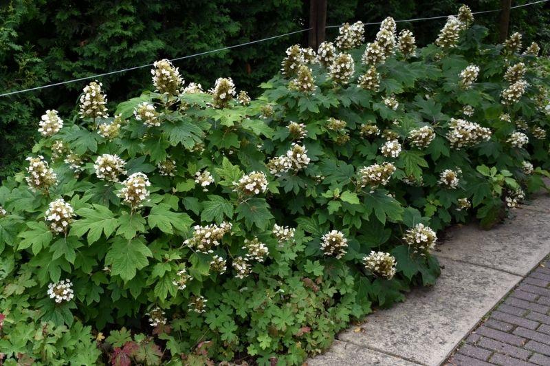 Hydrangea-Oakleaf Sikes Dwarf 3C