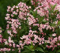 Deutzia-Yuki Cherry Blossom® 2C