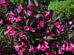 Weigela-Wine & Roses® 5C