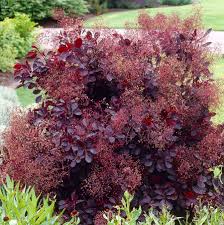 Smokebush-Royal Purple 5C