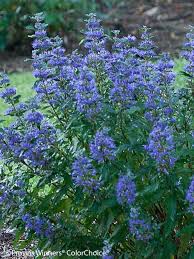 Caryopteris-Beyond Midnight 2C