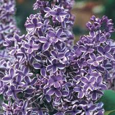 Lilac-Sensation 5C