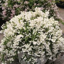Deutzia-Yuki Snowflake® 2C