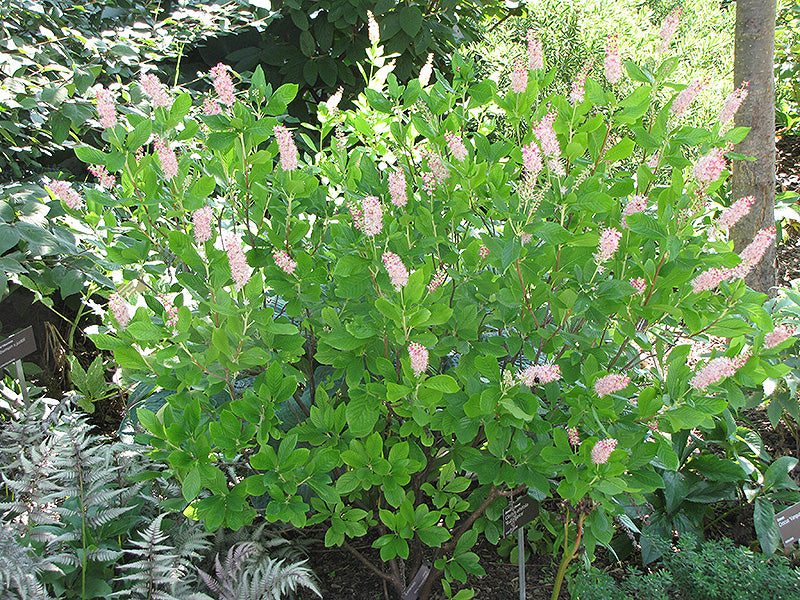 Clethra-Ruby Spice 3C