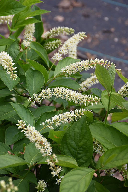 Itea-Fizzy Mizzy® 3C