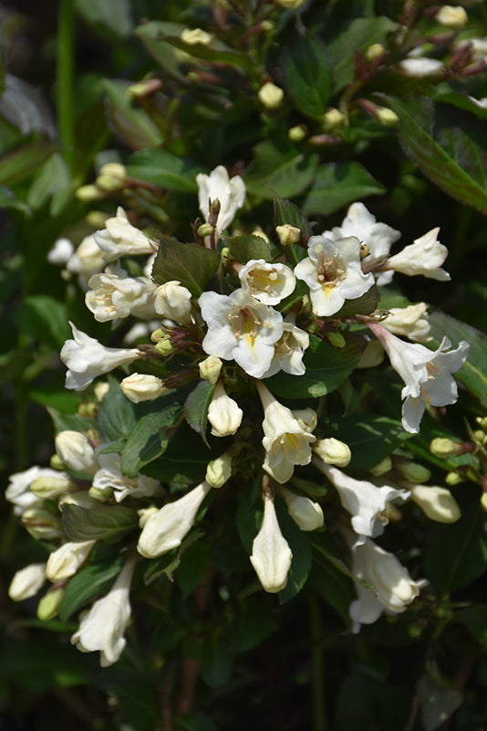 Weigela-Tuxedo 3C