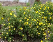 Potentilla-Happy Face® Yellow 3C