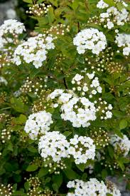 Spirea-Renaissance 3C