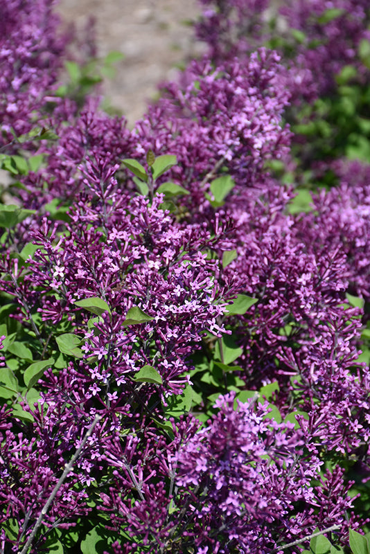 Lilac-Bloomerang® Dark Purple On Standard 7C