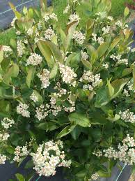 Chokeberry-Low Scape®Hedger 3C