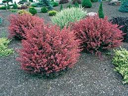 Barberry-Rosy Glow 3C