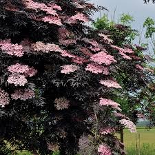 Elderberry-Black Lace® 3C