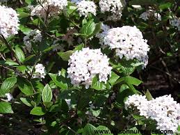 Viburnum-Mohawk 3C