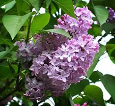 Lilac-Common 3C