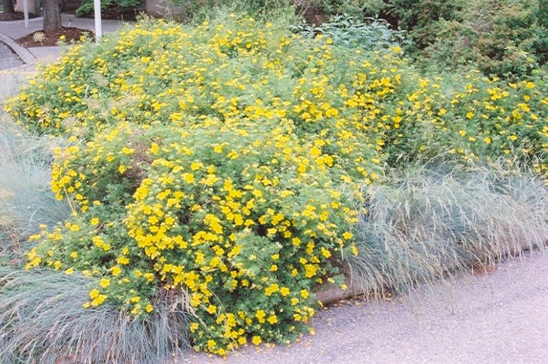 Potentilla-Goldfinger 3C