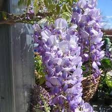 Wisteria-Lavender Falls 3C