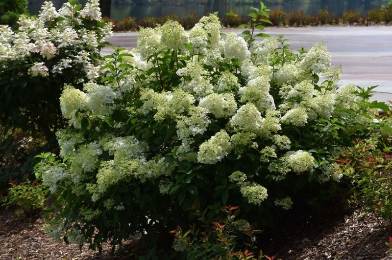 Hydrangea-Little Lime® 3C