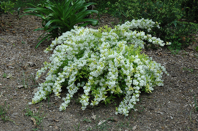 Deutzia-Chardonnay Pearls® 3C