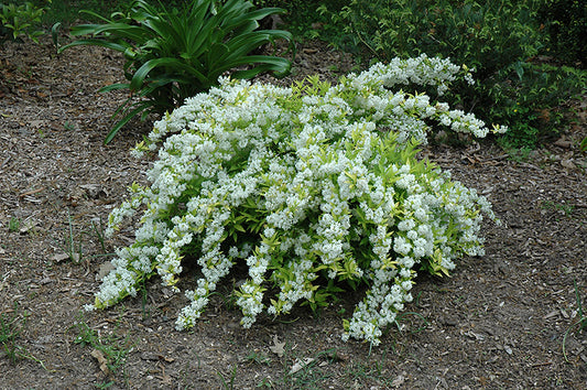 Deutzia-Chardonnay Pearls® 2C
