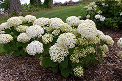 Hydrangea-Invincibelle Wee White® 3C
