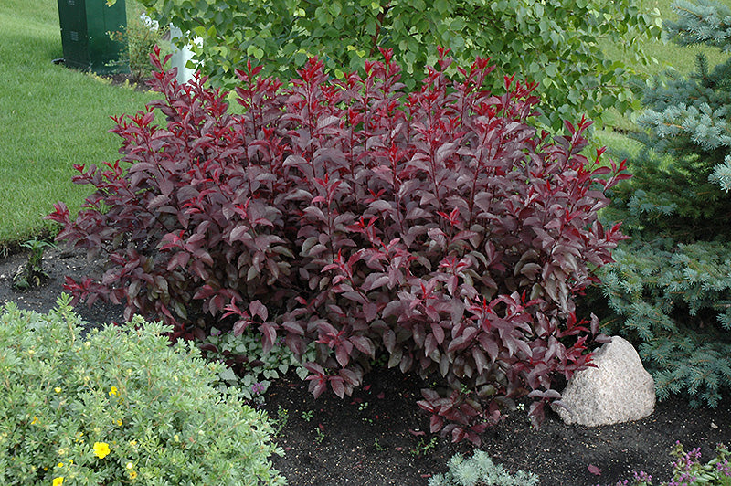 Plum-Cistena 3C
