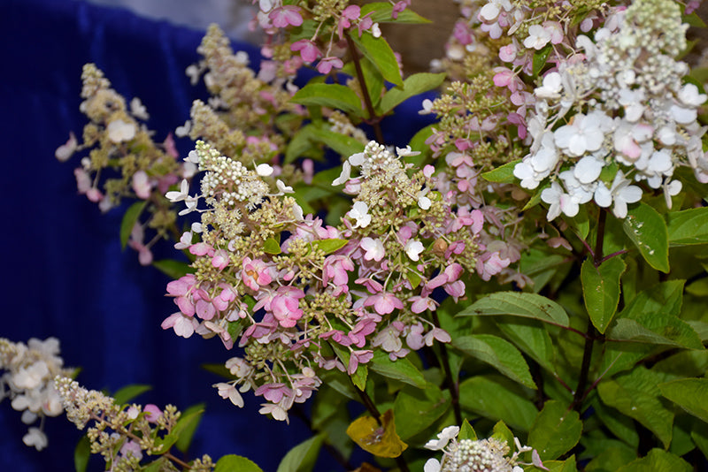 Hydrangea-Candelabra 3C