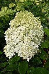 Hydrangea-Puffer Fish® 3C