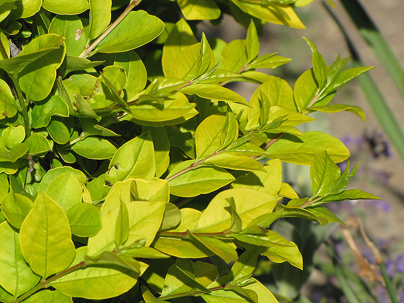 Privet-Golden Vicary 2C