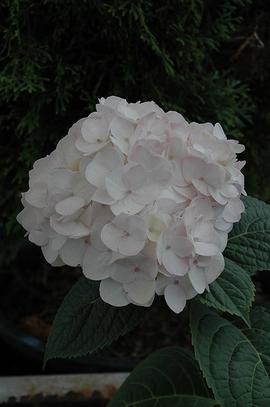 Viburnum-Roseum 3C
