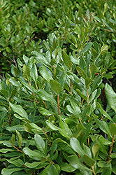 Bayberry-3C