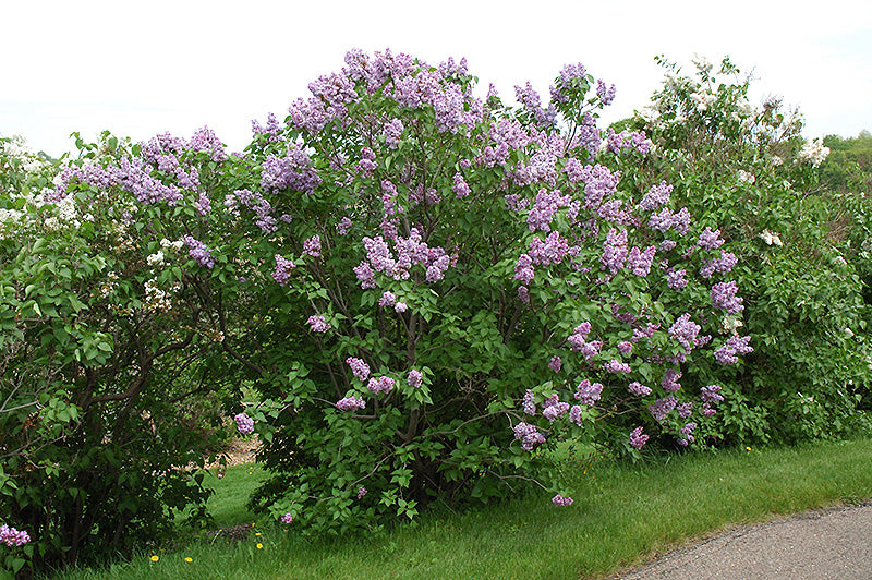 Lilac-Michael Buchner 3C