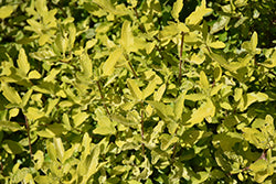 Caryopteris-Gold Crest 2C