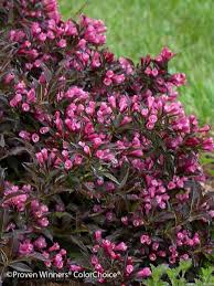 Weigela-Spilled Wine® 3C