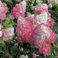 Hydrangea-Vanilla Strawberry® 3C