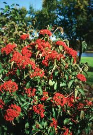 Viburnum-Cardinal Candy® 3CP