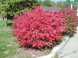 Burning Bush-Compact 3CP
