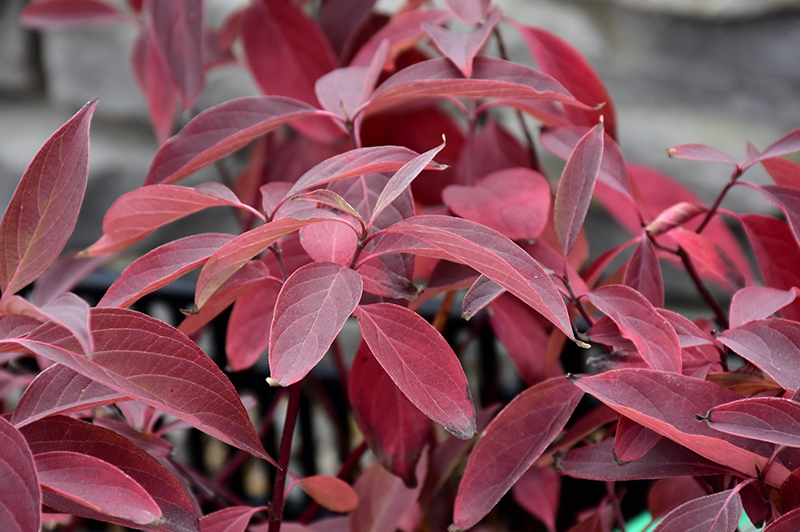 Dogwood-Arctic Fire® 3CP