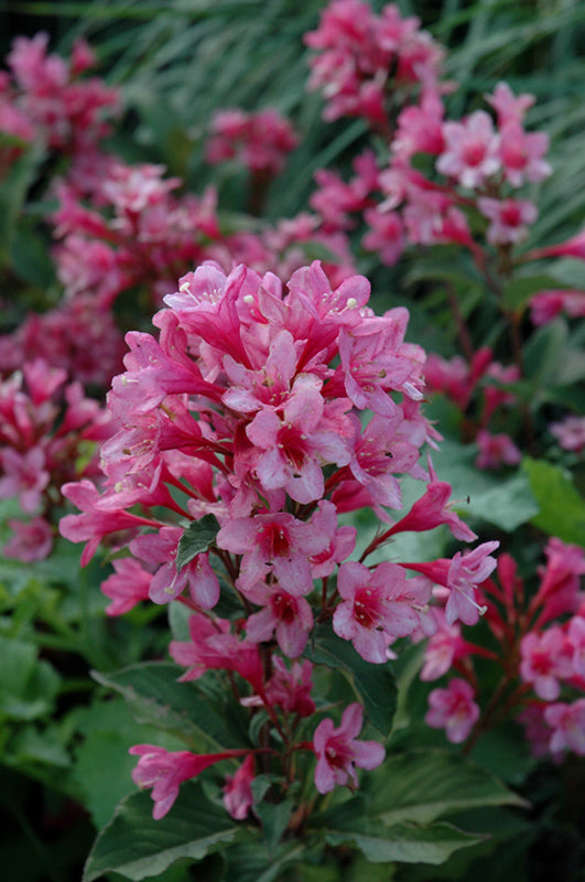 Weigela-Sonic Bloom® Pink 3CP