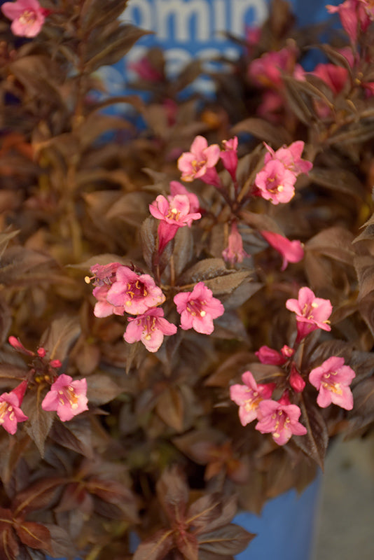 Weigela-Stunner 3CP