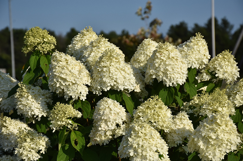 Hydrangea-Limelight 3CP