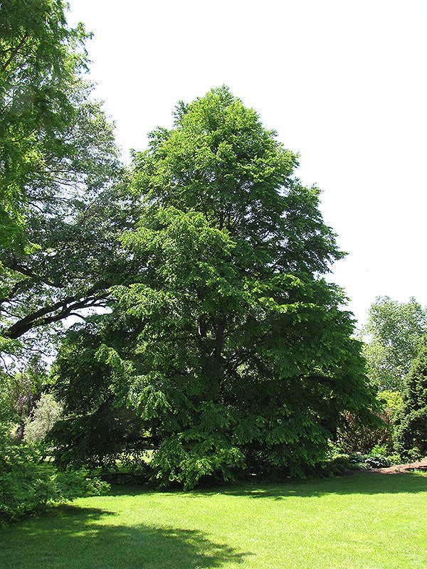 Katsura-Tree 2.0" 25C