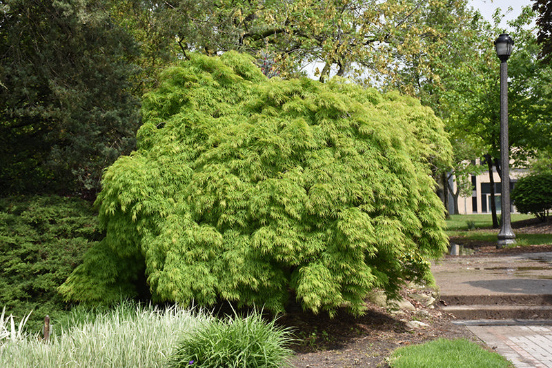 Maple-Viridis 5C