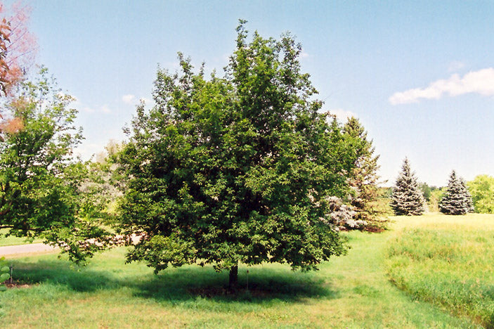 Hophornbeam-Ironwood 1.75"B