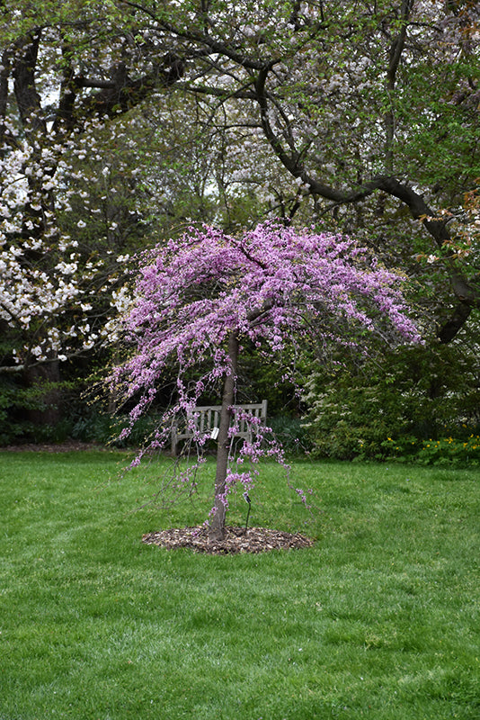 lavender twist redbud tree for sale Redbud-Cascading Hearts 5-6' 15C – Country Arbors Nursery