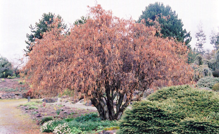 Filbert-Contorted 6C