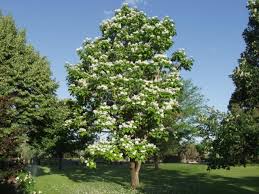 Catalpa-Northern 1.75"B