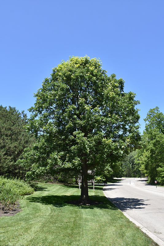 Oak-Bur 1.75"B