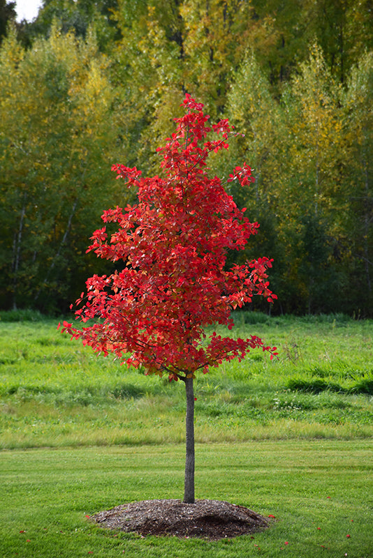 Black Gum-Wildfire 2.0"B