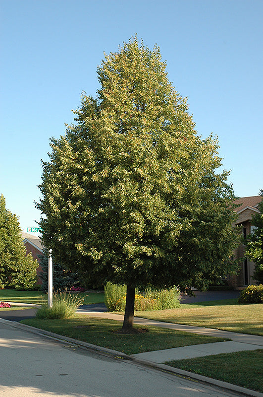 Linden-Glenleven 1.75"B