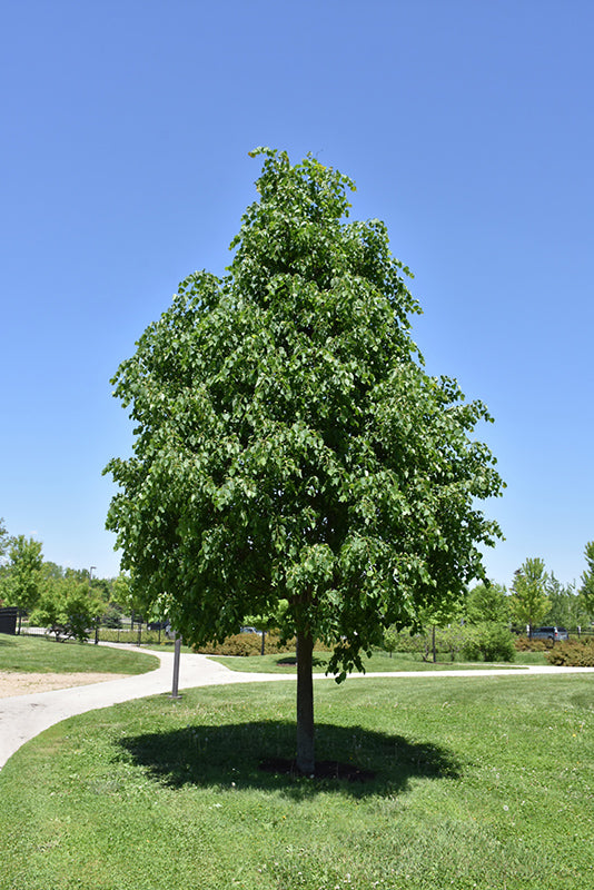 Linden-Greenspire 2.0"B